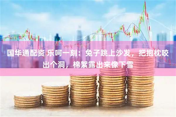 国华通配资 乐呵一刻：兔子跳上沙发，把抱枕咬出个洞，棉絮露出来像下雪